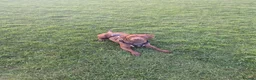 Mixed Breed dogs for sale: Two year old male Springer Spaniel x Patterdale - Advert 1