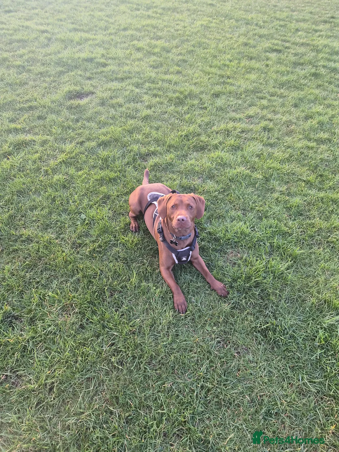 Mixed Breed dogs for sale: Two year old male Springer Spaniel x Patterdale - Advert 1