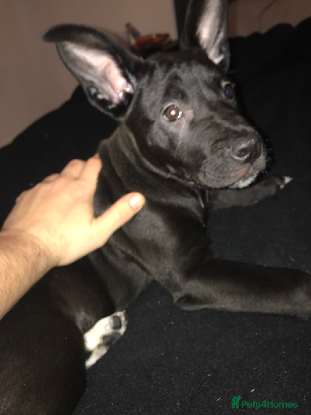Mixed Breed dogs for sale: Cane corso x American akita cross(READY TO LEAVE) - Advert 2
