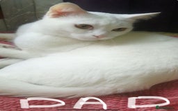 Mixed Breed cats for sale: Mixed breed Kittens  - Image 32