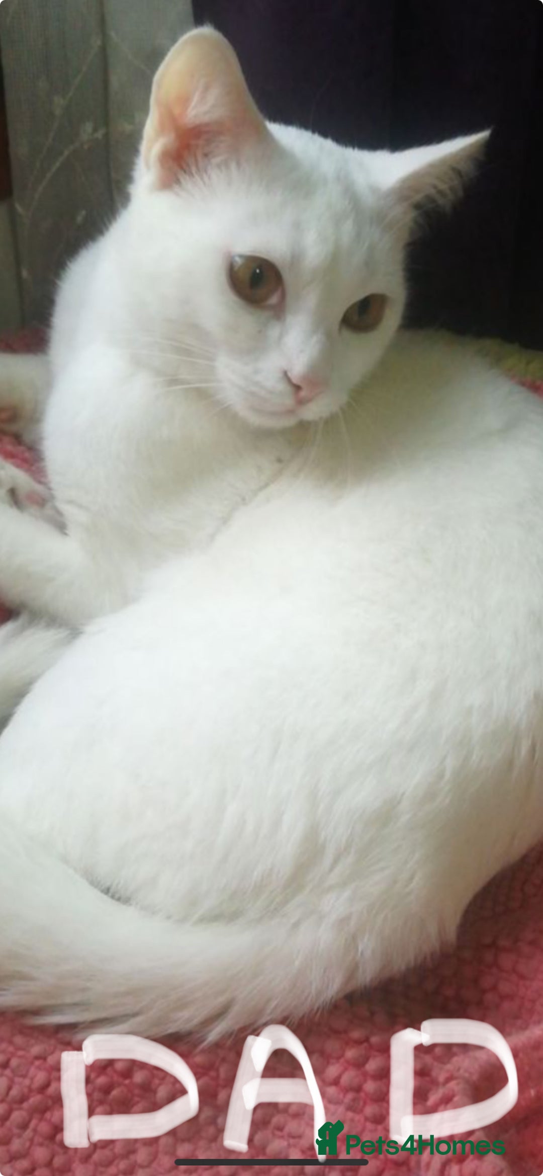 Mixed Breed cats for sale: Mixed breed Kittens  - Image 32