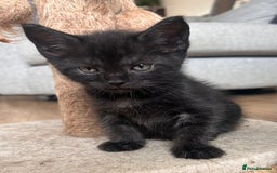 Maine Coon cats for sale:  Maine coon x BSH stunning kittens 😻 - Image 8