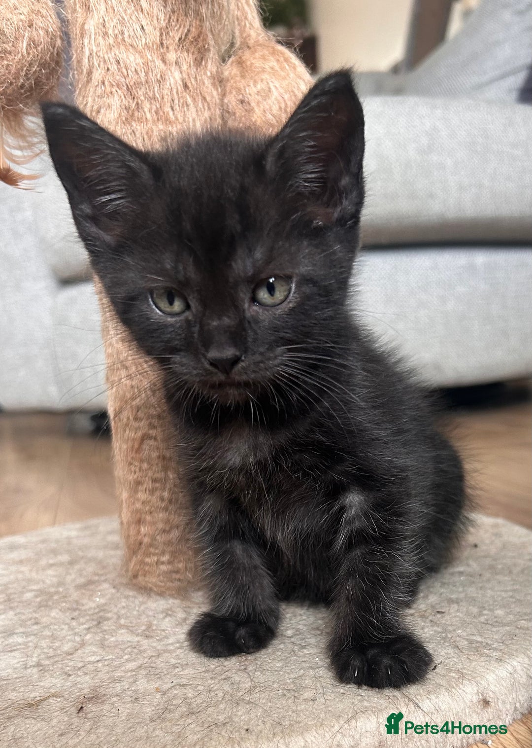 Maine Coon cats for sale:  Maine coon x BSH stunning kittens 😻 - Image 8