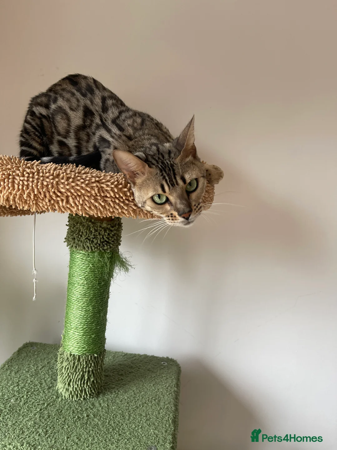 Bengal cats for sale: Stunning TICA REG UNSPAYED rosetted Bengal Queen - Advert 2