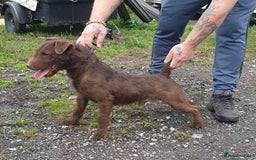 Patterdale Terrier dogs for sale: Patterdale dog - Image 2