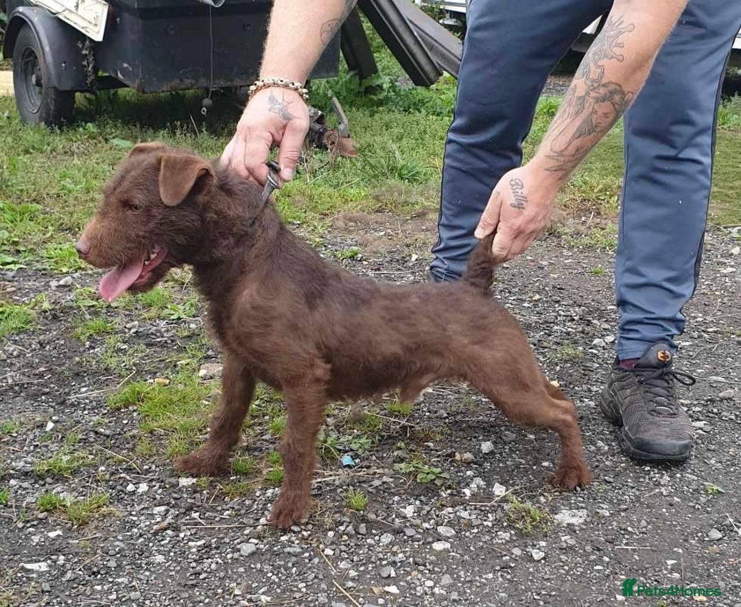 Patterdale Terrier dogs for sale: Patterdale dog - Image 2