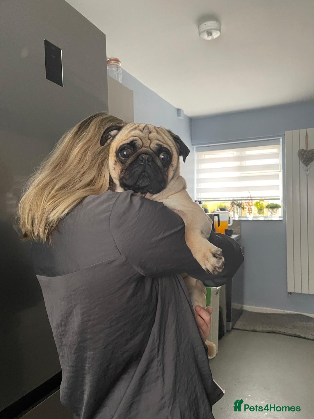 Pug dogs for stud: KC registered 5th generation pedigree pug - Advert 2