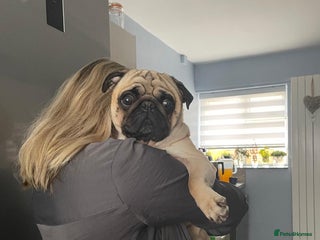 Pug dogs KC registered 5th generation pedigree pug - Advert 5