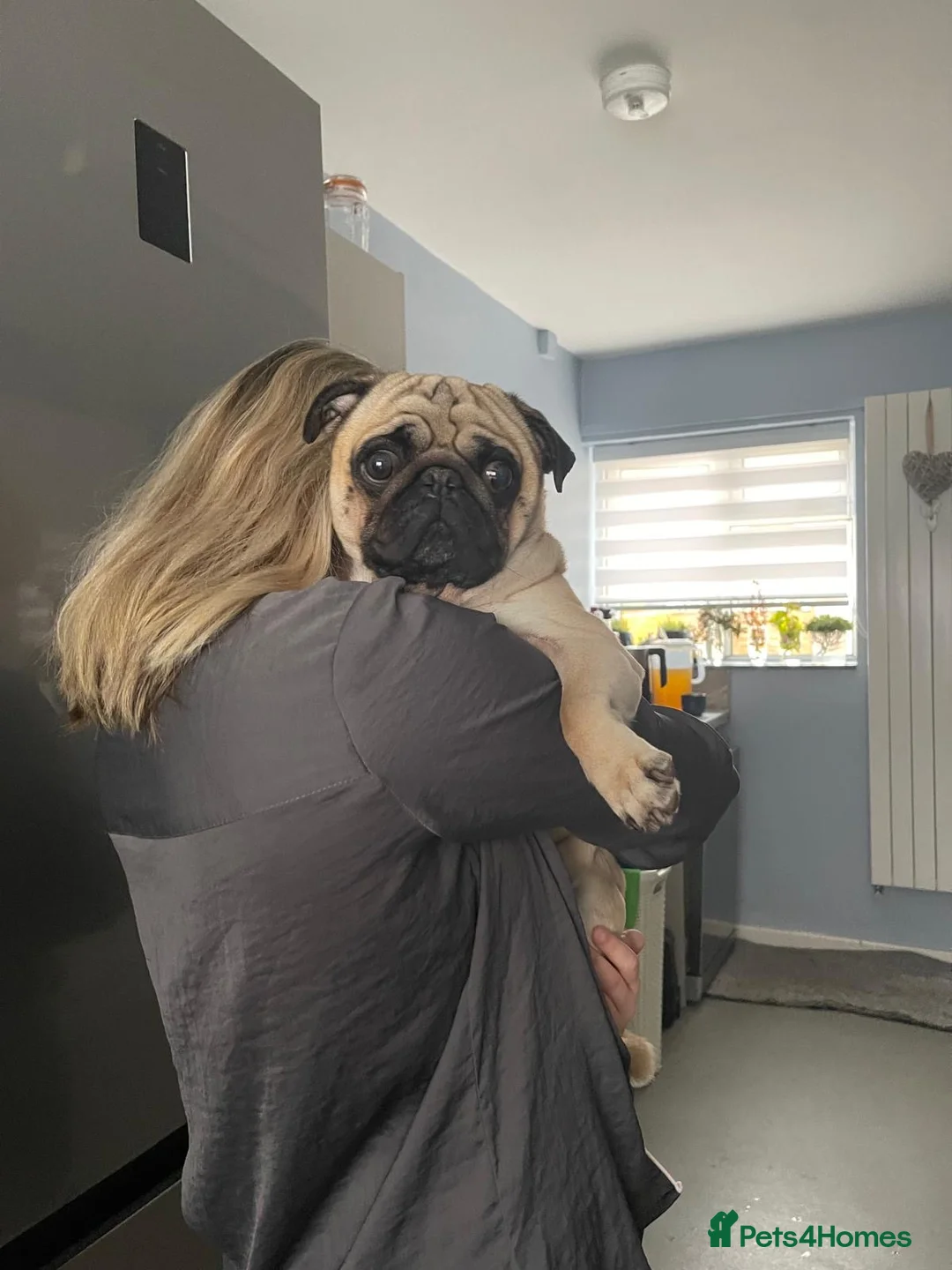 Pug dogs for stud: KC registered 5th generation pedigree pug - Advert 1