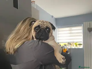 Pug dogs KC registered 5th generation pedigree pug - Advert 3