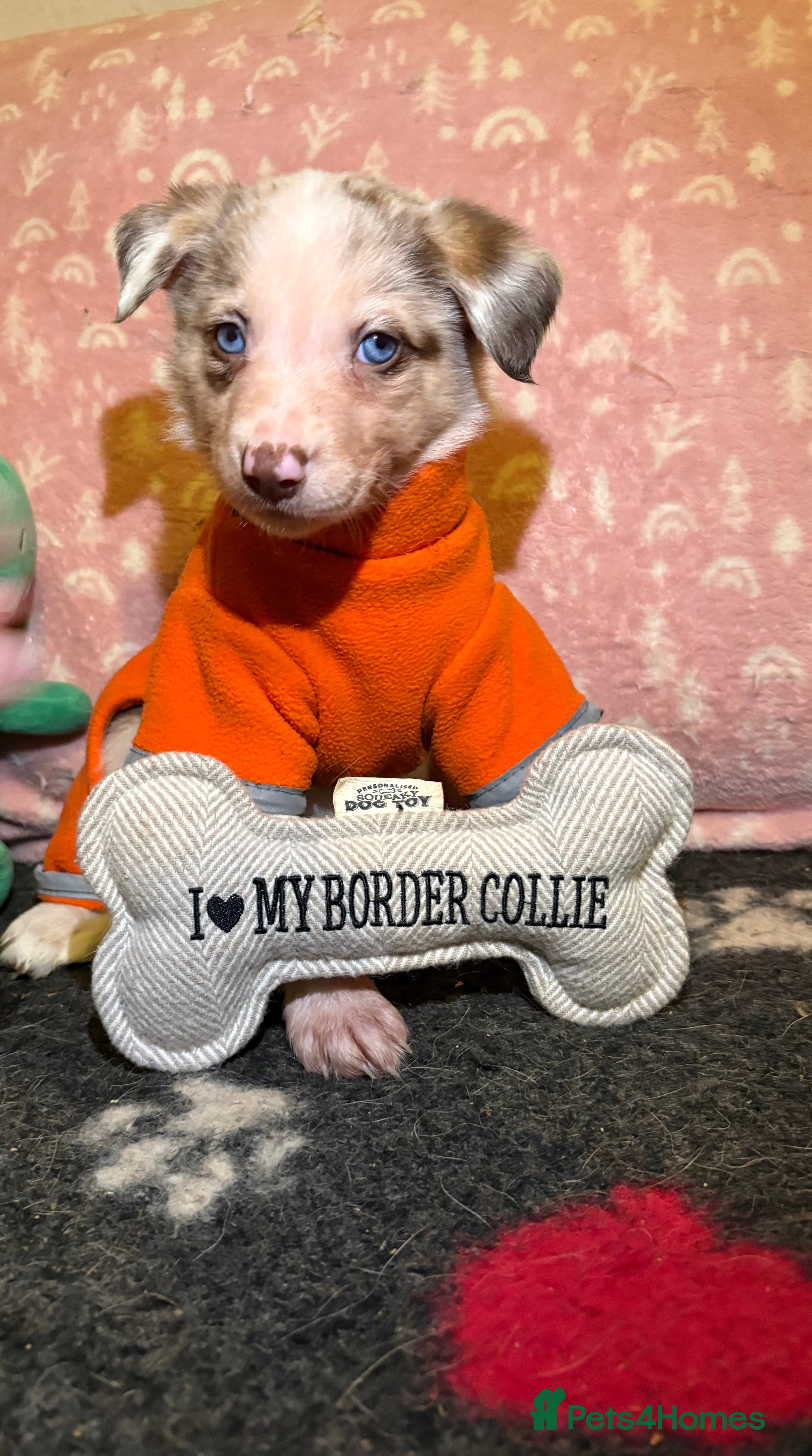 Border Collie dogs Border collie puppies for active homes  - Advert 5