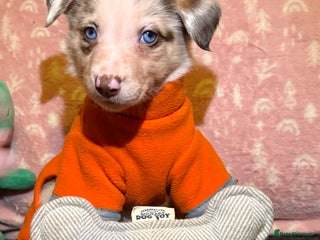 Border Collie dogs Border collie puppies for active homes - Advert 5