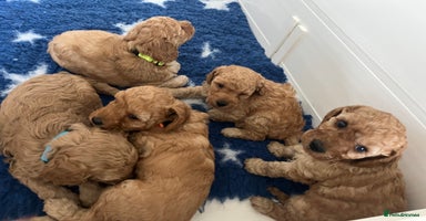 Miniature Poodle dogs - Advert 13