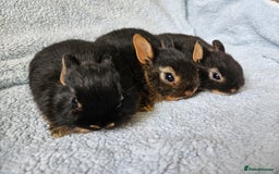 Netherland Dwarf rabbits for sale: Netherland dwarf bunnies  - Image 2