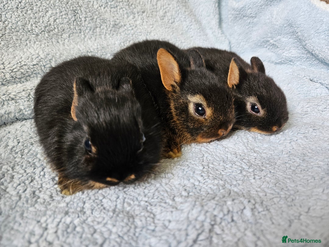 Netherland Dwarf rabbits for sale: Netherland dwarf bunnies  - Image 2