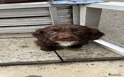 Cocker Spaniel dogs for sale: Cocker spaniel  - Image 9