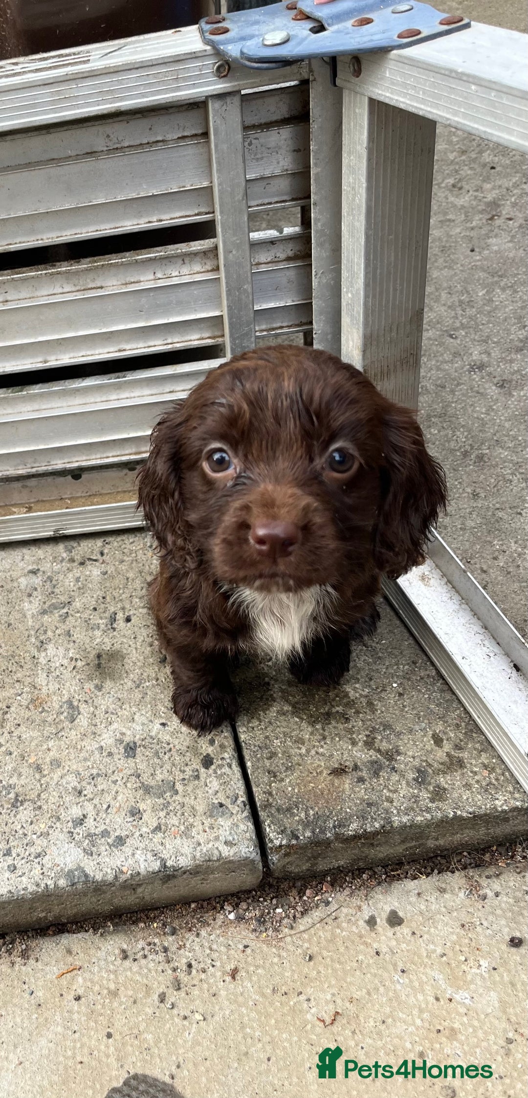 Cocker Spaniel dogs for sale: Cocker spaniel  - Image 9