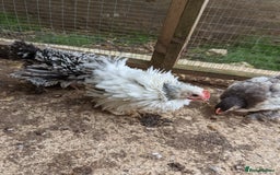 Chickens poultry for sale: FREE - Pure colour pekin bantam cockerels - Image 9