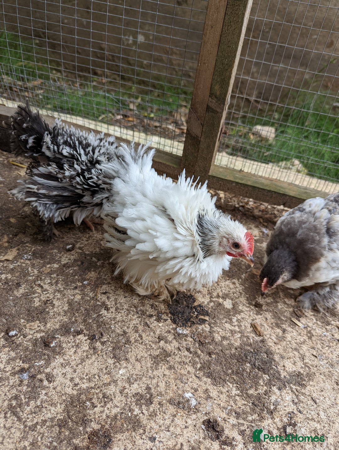 Chickens poultry for sale: FREE - Pure colour pekin bantam cockerels - Image 9
