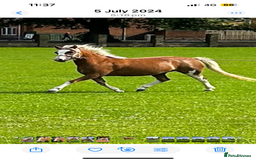 Welsh Section A horses for sale: Chestnut Welsh A  - Advert 2