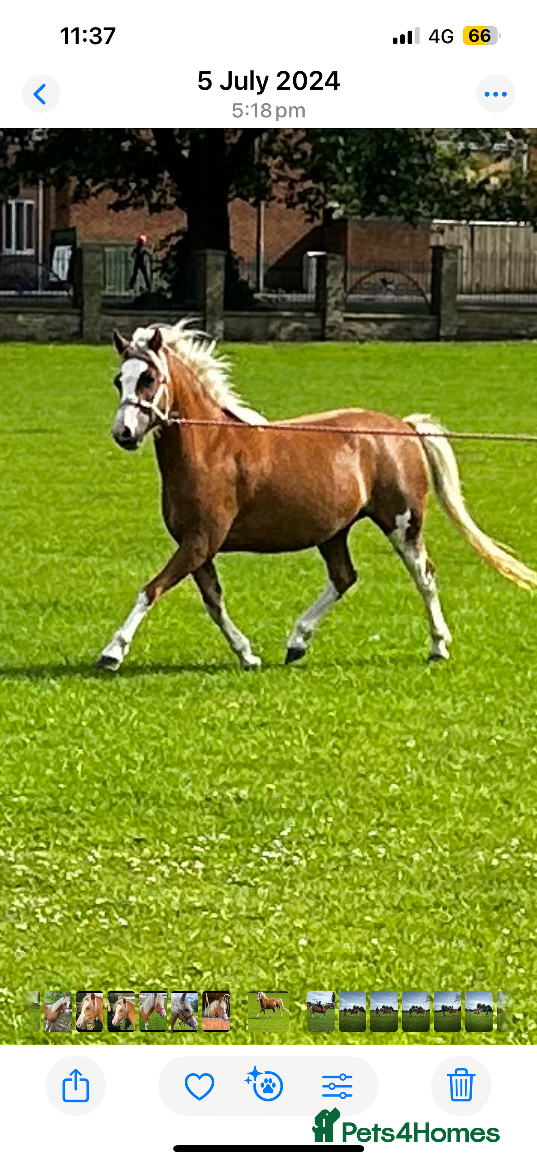 Welsh Section A horses for sale: Chestnut Welsh A  - Advert 2