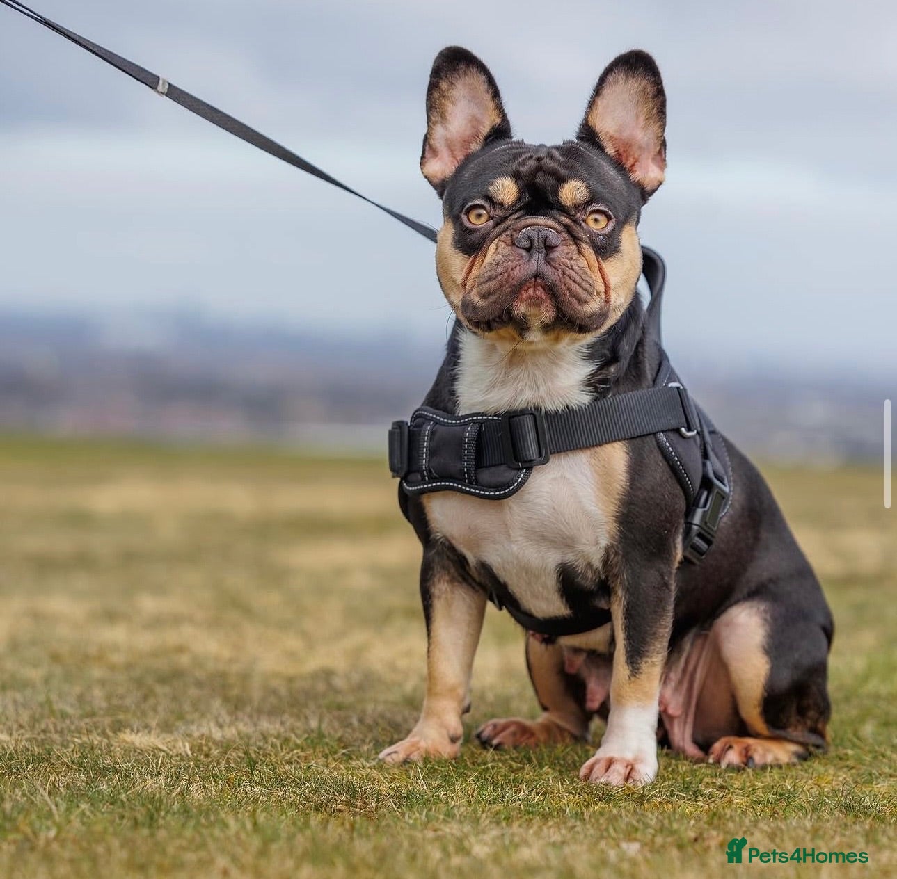 French Bulldog dogs LOOKING FOR RETIREMENT FOREVER HOME  - Advert 10