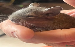 Degus rodents for sale: Baby Degus looking for loving homes - Image 2