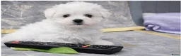 Maltese dogs for sale: Adorable Maltese Puppies- Ready Now  - Advert 8