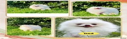 Pomeranian dogs for sale: KC white pomeranian pups for reservation!  - Advert 7