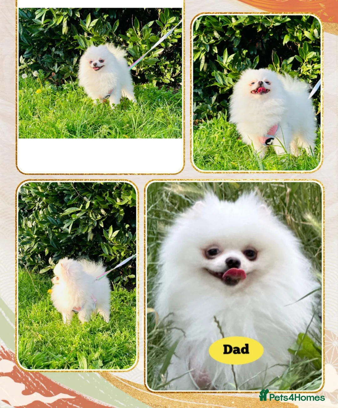 Pomeranian dogs for sale: KC white pomeranian pups for reservation!  - Advert 7