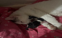 Domestic Shorthair cats for sale: Kittens for sale  - Image 7