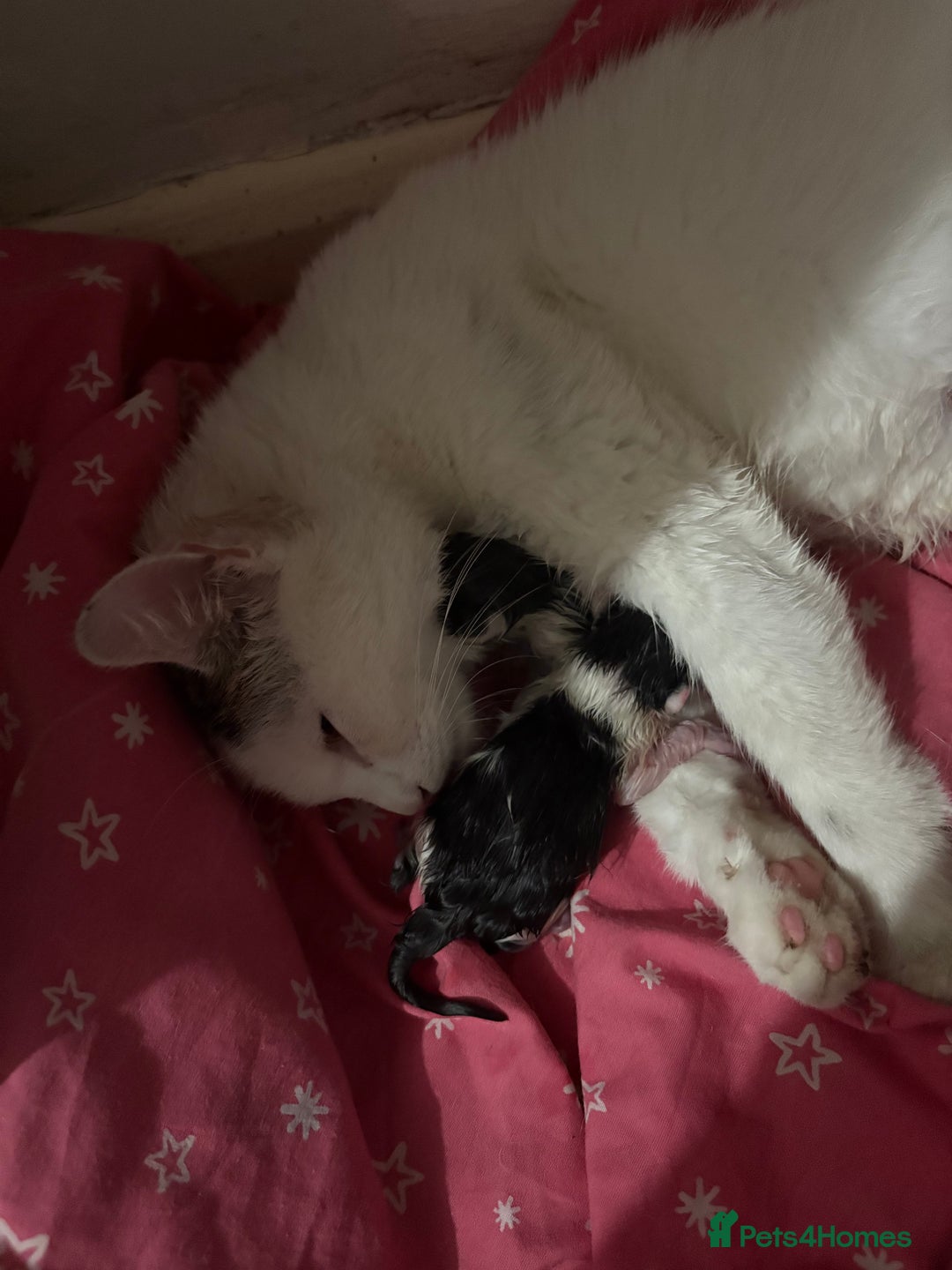 Domestic Shorthair cats for sale: Kittens for sale  - Image 7