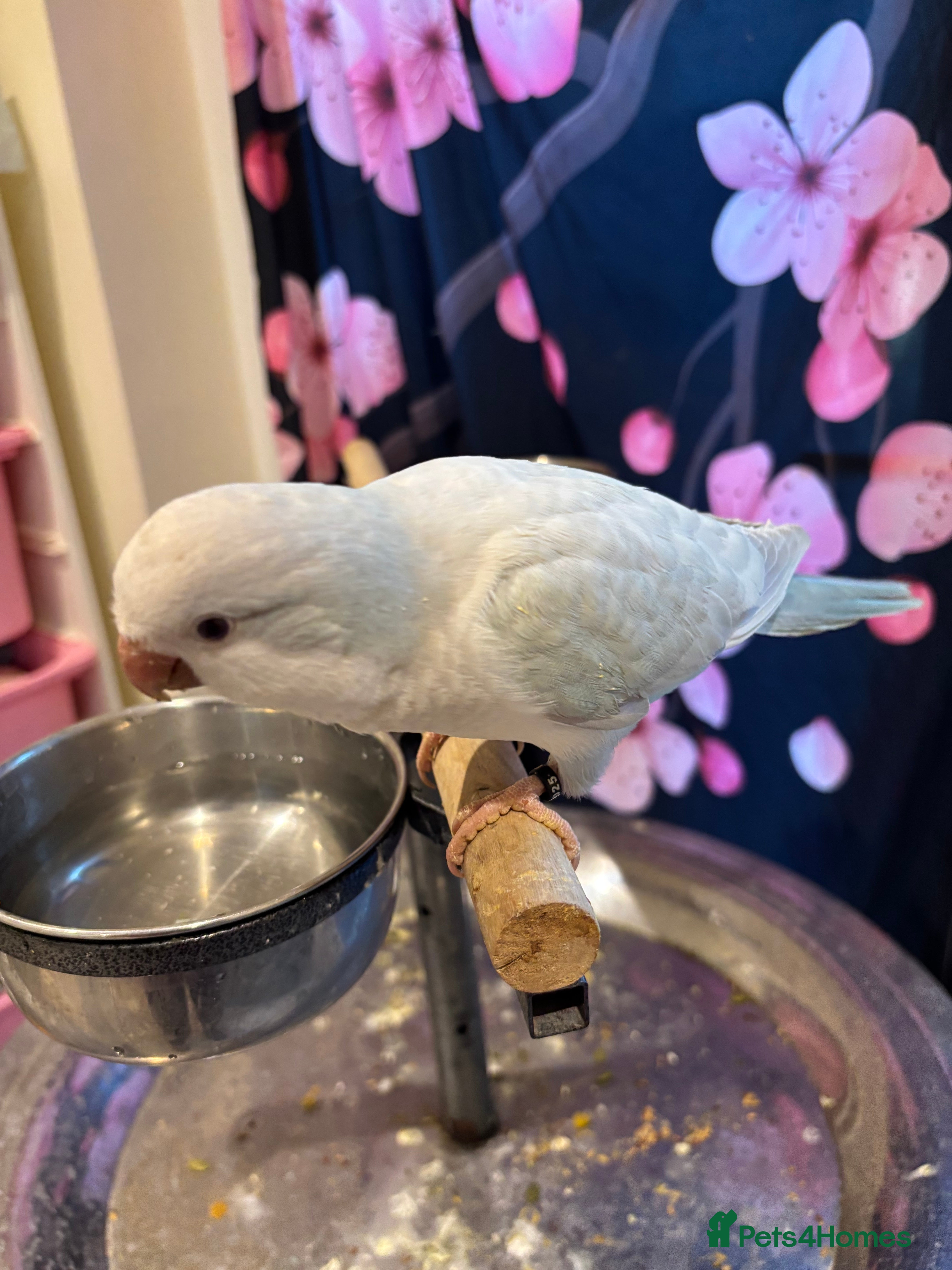 Parrots birds Young quaker for new homes - Advert 6