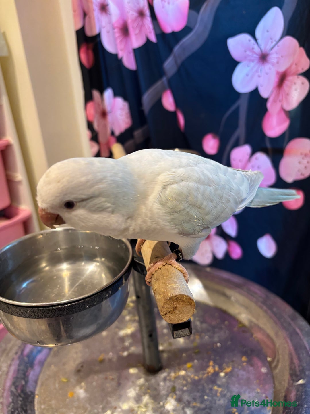 Parrots birds for sale: Young quaker for new homes - Advert 1