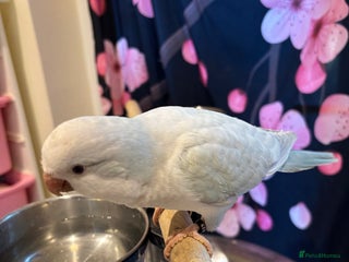 Parrots birds Young quaker for new homes - Advert 1