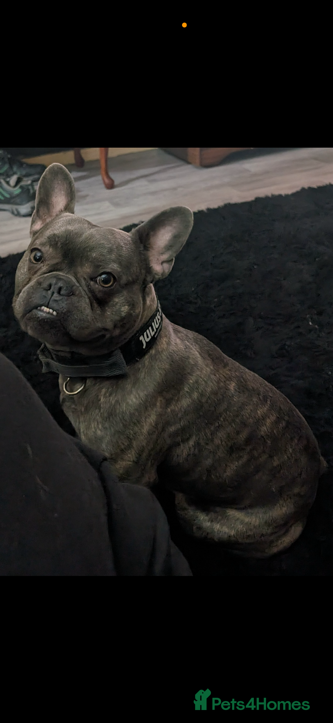 Mixed Breed dogs for sale: 3 years old Milo French bulldog 3/4 1/4 staffy - Image 2