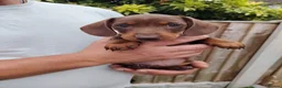 Miniature Dachshund dogs for sale: Gorgeous miniature dachshund in Mansfield - Advert 3