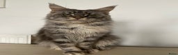 Maine Coon cats for sale: TICA Active Registered Maine Coon Queen  - Advert 5