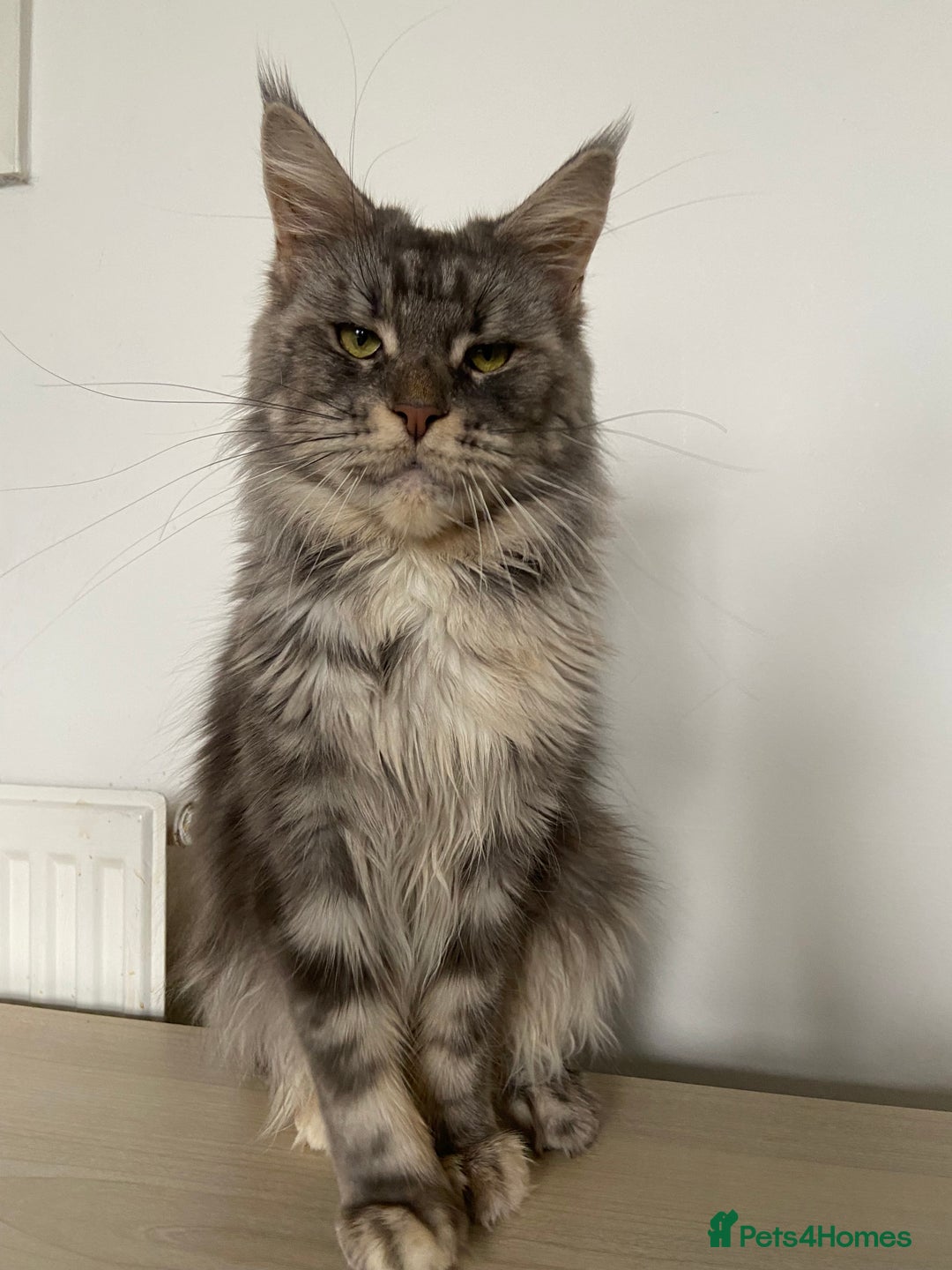 Maine Coon cats for sale: TICA Active Registered Maine Coon Queen  - Advert 5