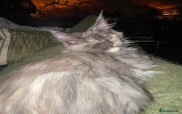 Maine Coon cats for sale: Tica registered Maine Coons from champion lines  - Image 30