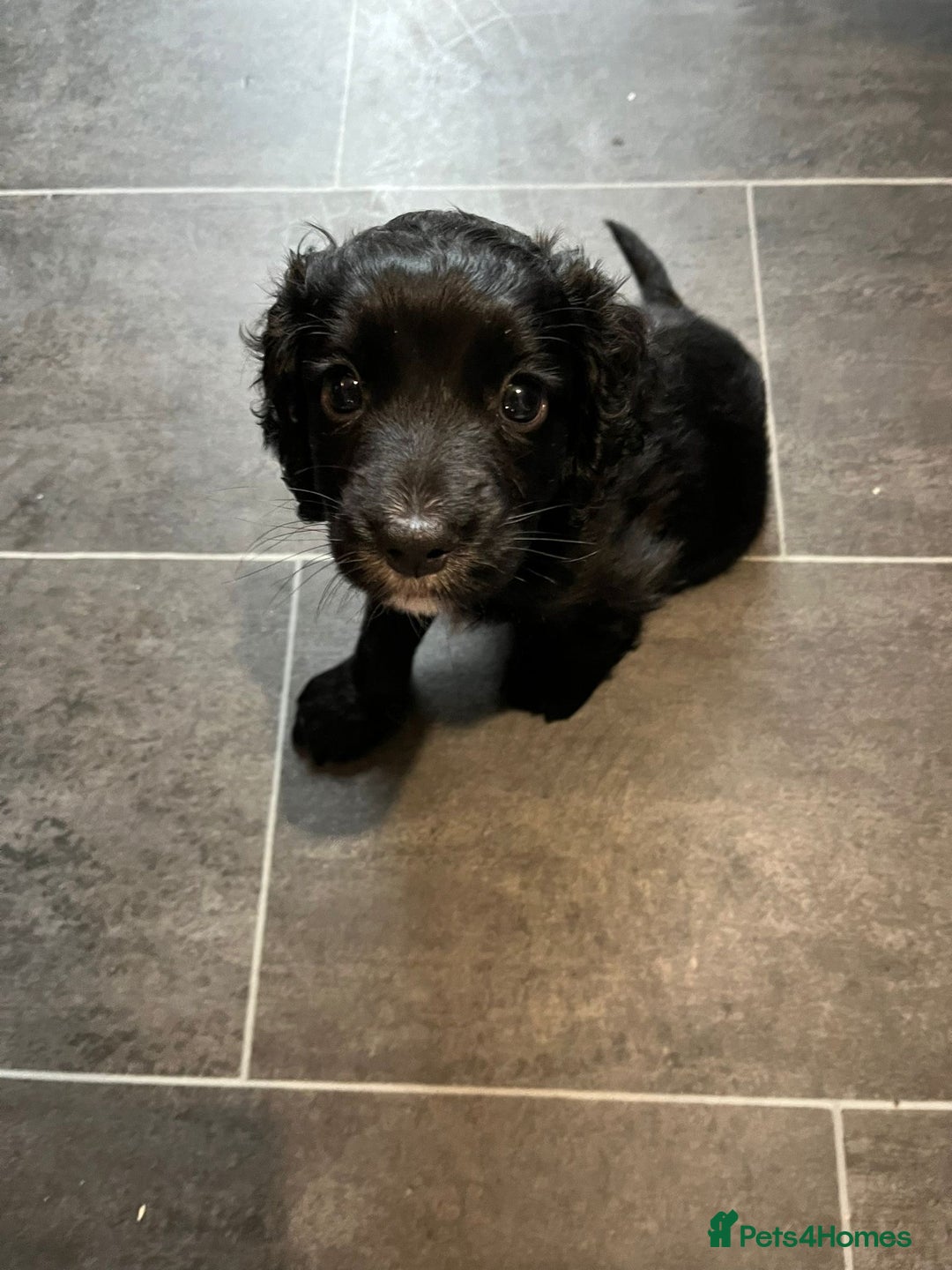 Cocker Spaniel dogs for sale: Cocker spaniel puppy for sale  - Advert 4