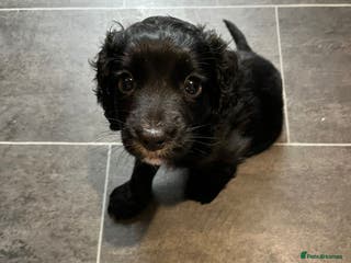 Cocker Spaniel dogs Cocker spaniel puppy for sale - Advert 3