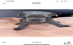 French Bulldog dogs for sale: Gorgeous French bulldog puppies 1 m & 1 f - Image 3