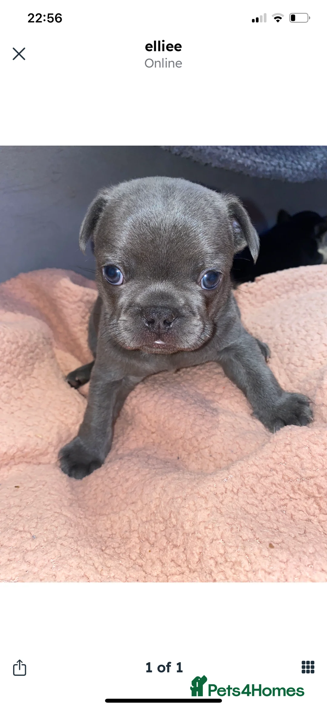 French Bulldog dogs for sale: Gorgeous French bulldog puppies 1 m & 1 f - Advert 3