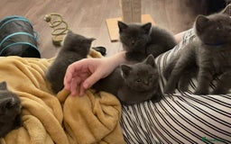 Ragdoll cats for sale: Cuddly & Sweet Ragdolls - Image 24