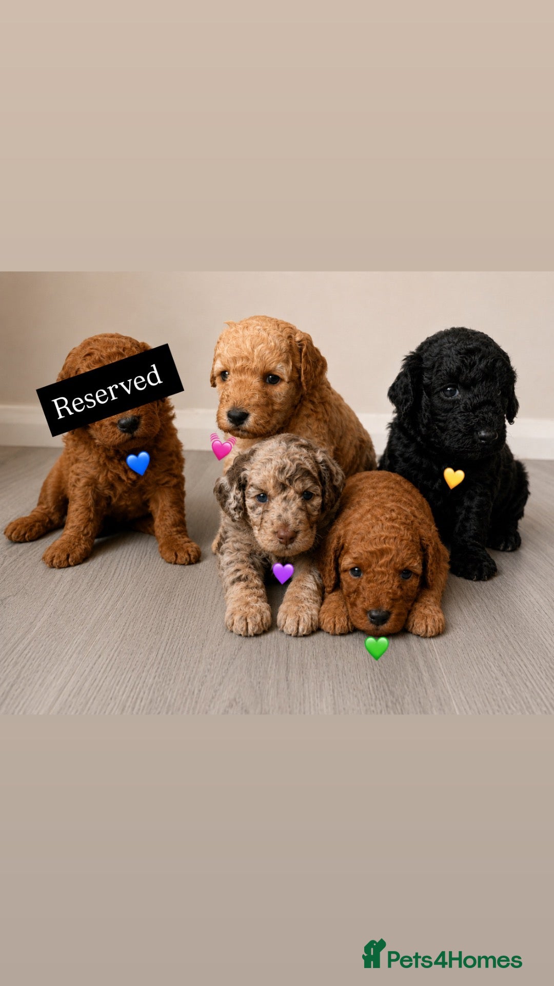 Cockapoo dogs Gorgeous Curly F1bb Cockapoos - Advert 1
