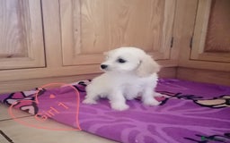 Cavachon dogs for sale: Cavachon Puppies - Image 2