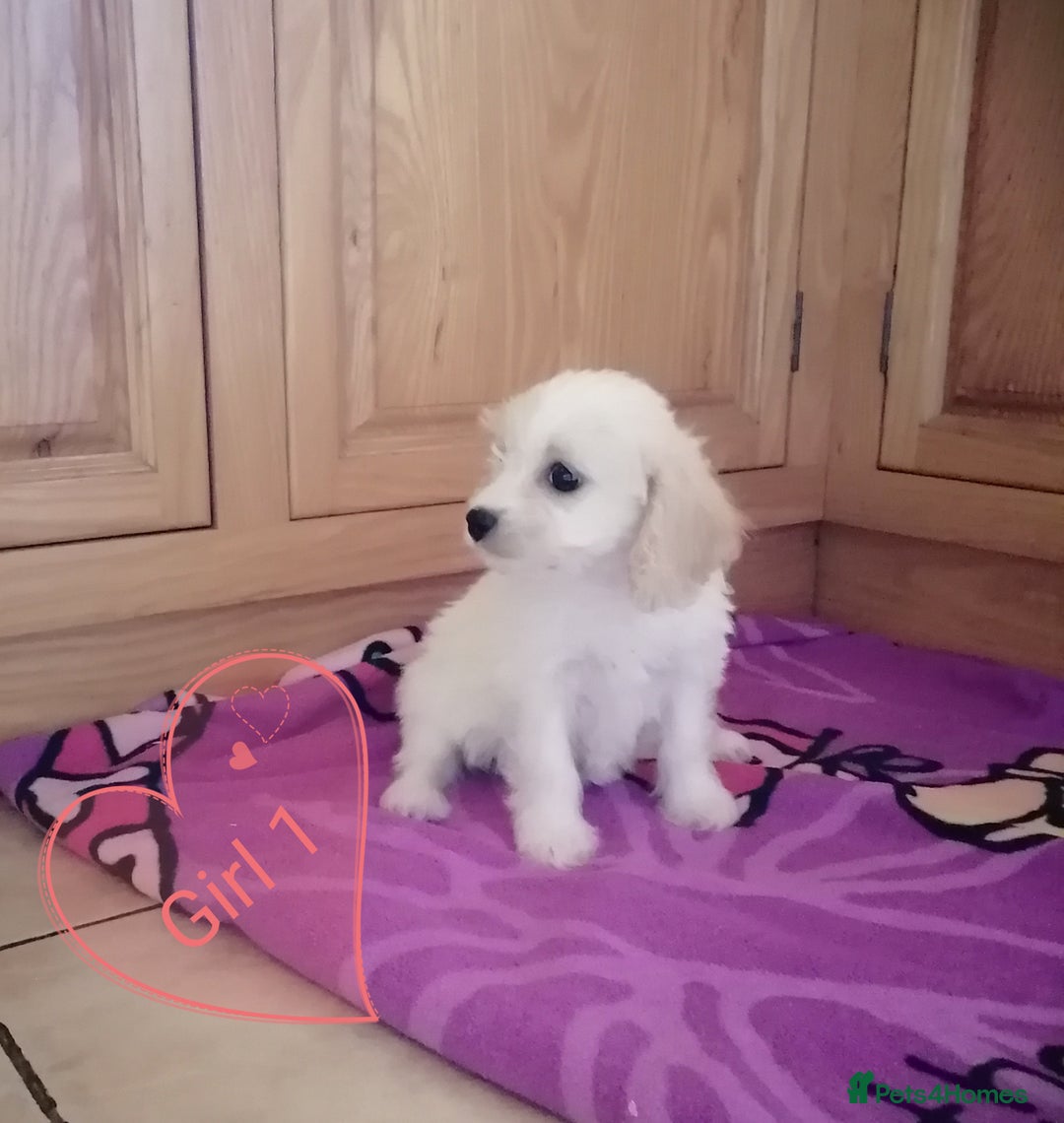 Cavachon dogs for sale: Cavachon Puppies - Image 2