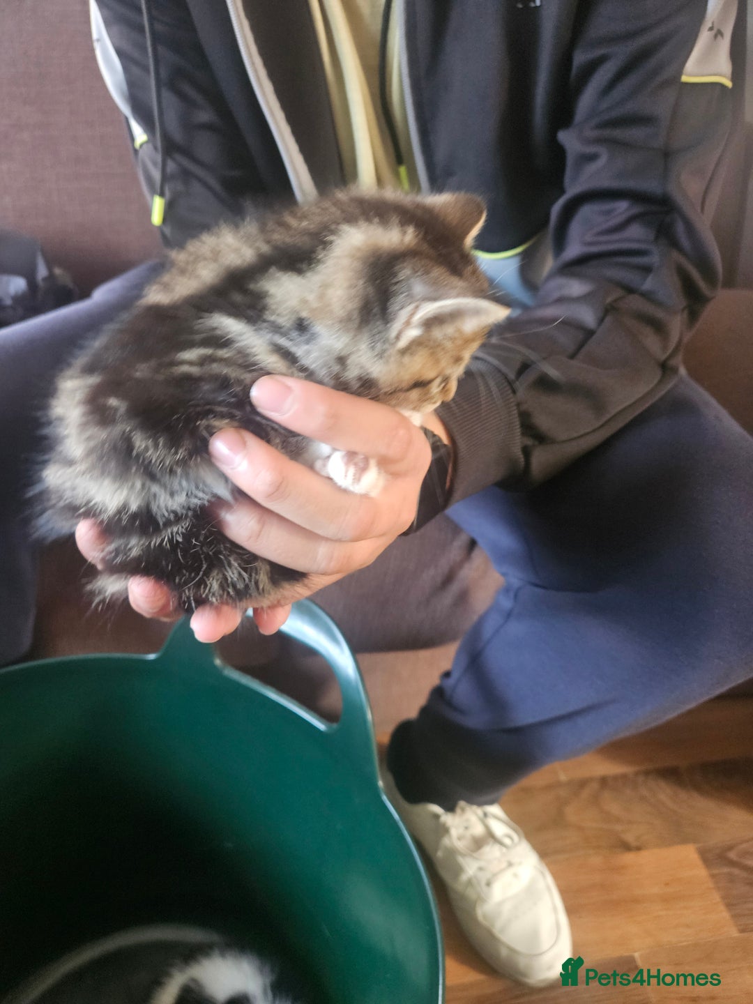 Mixed Breed cats for sale: 3kitten - Image 7