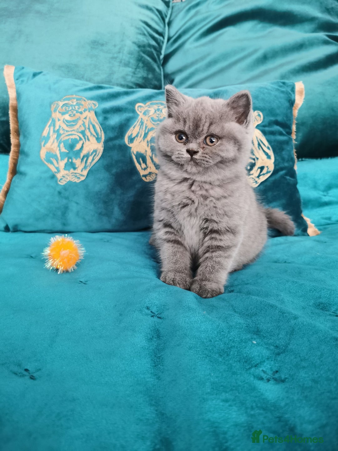 British Shorthair cats for sale: BSH🇬🇧👑🇬🇧💙British Shorthair girl😻💙 Gccf  - Image 8